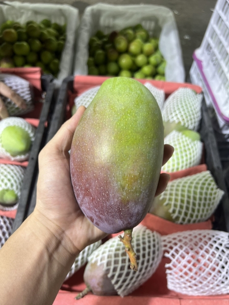 Xoài Úc