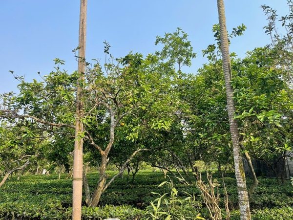 BÁN ĐẤT NGHỈ DƯỠNG VIEW HỒ ĐỒNG MÔ 9000M² - 68 ĐẢO DÀI, YÊN BÀI, BA VÌ - MẶT TIỀN 50M - 24 TỶ