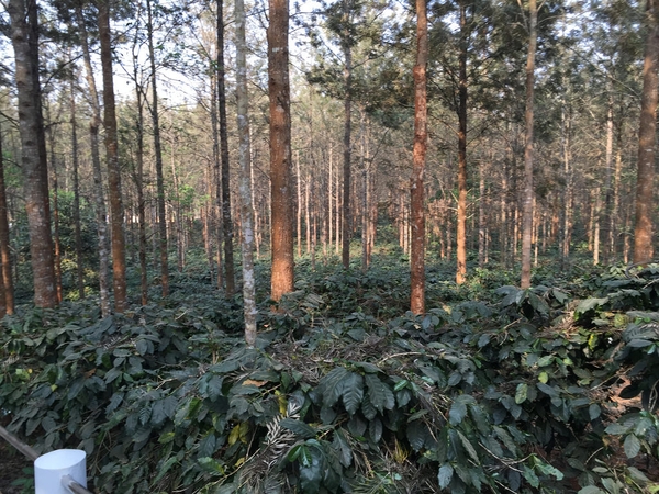 Myanmar Ywangan Shan State Washed Coffee G1 - Stupiducks Specialty Coffee (SSC Roaster)