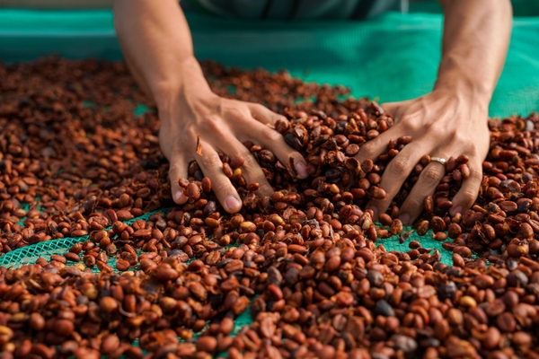 Việt Nam Robusta Chư Păh, Gia Lai Natural Process - Stupiducks Specialty Coffee (SSC)