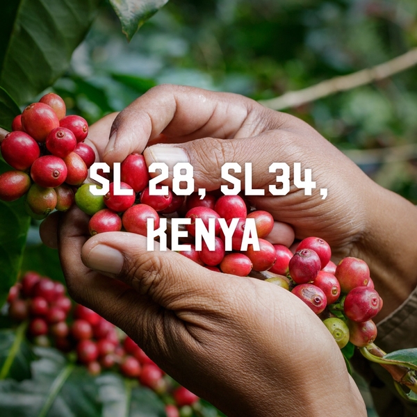 Cà Phê Nhân Xanh QB Kenya Othaya FCS Kiaguthu Factory AA Natural