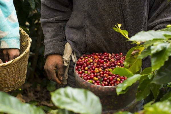 Cà Phê Nhân Xanh QB Honduras Arabica Santa Barbara Anaerobic