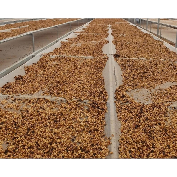 Việt Nam Robusta Honey Lâm Đồng - Stupiducks Specialty Coffee (SSC)