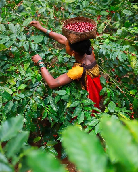 Cà Phê Nhân Xanh QB The Wild Espresso India Coffee
