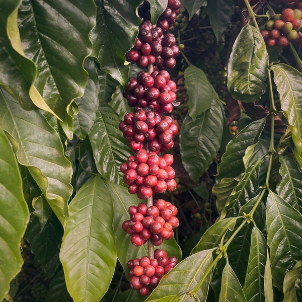 Drip Bag Việt Nam Fine Robusta Central Highland Can Spirit ( Ủ Rượu Cần Tây Nguyên) -  Cà Phê Phin Giấy Stupiducks