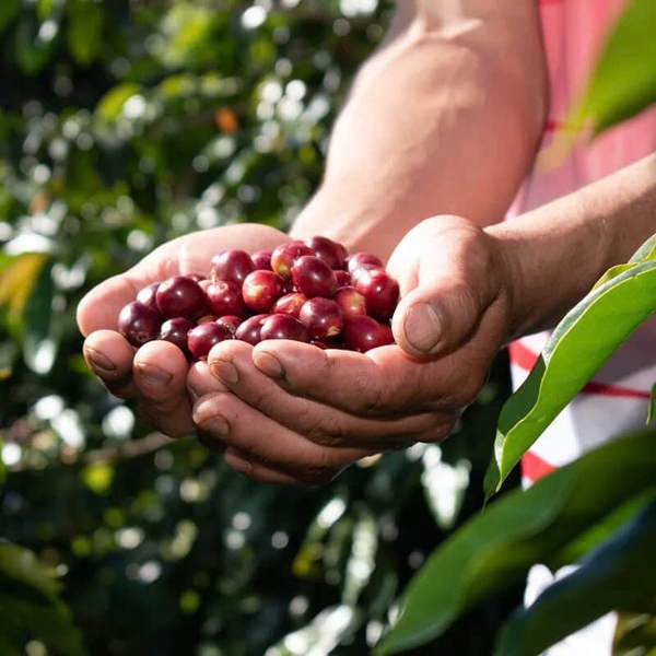 Drip Bag Peru Marshell Finca El Morito -  Cà Phê Phin Giấy Stupiducks