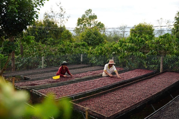 Việt Nam Robusta Chư Păh, Gia Lai Natural Process - Stupiducks Specialty Coffee (SSC)