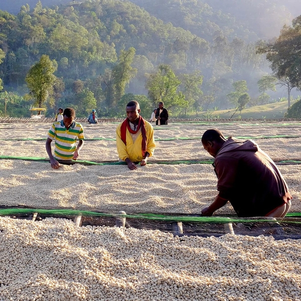 Guji Yabito Tome g1 - Stupiducks Specialty Coffee ( SSC Roaster)