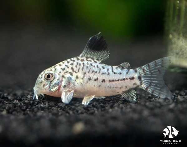 Cá Chuột Trân Châu - Cory Juli