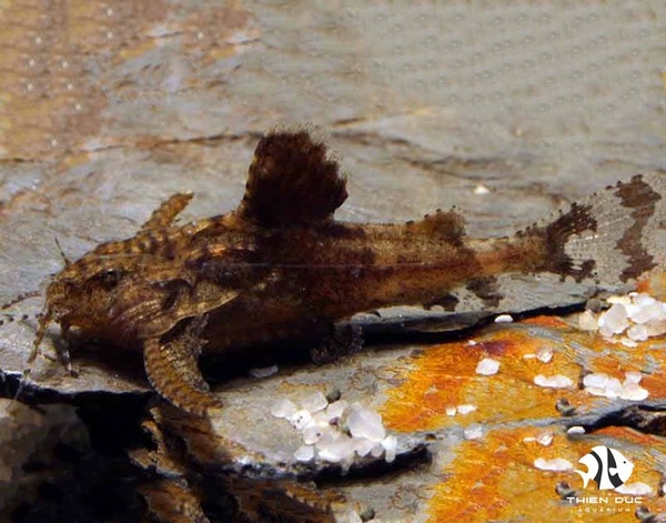 Cá Mèo Hara - Hara Jerdoni