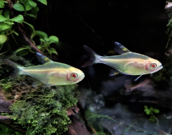 Neon Lemon Mắt Đỏ - Lemon Tetra Albino