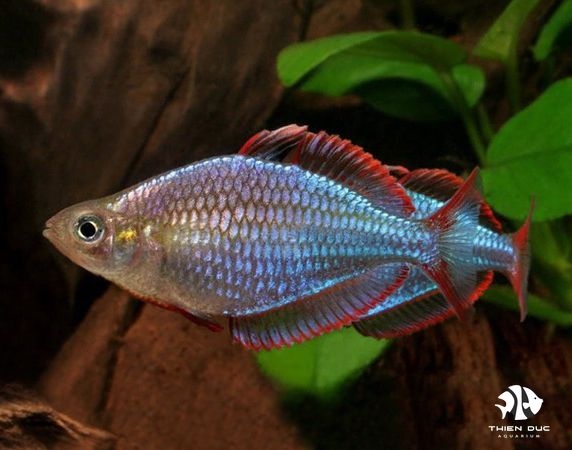 ca-cau-vong-xanh-dwarf-rainbow-fish