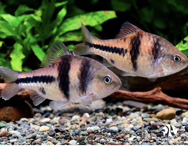 Cá Spander -  Spanner Barb