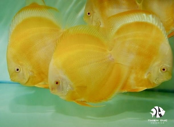 Cá Dĩa Vàng Mắt Đỏ - Manrlboro Yellow Albino