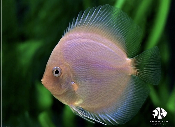 Cá Dĩa Trắng - White Glass Pigeon Discus