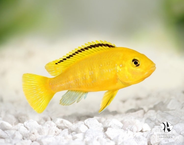 Ali Thái - African Prince Cichlid