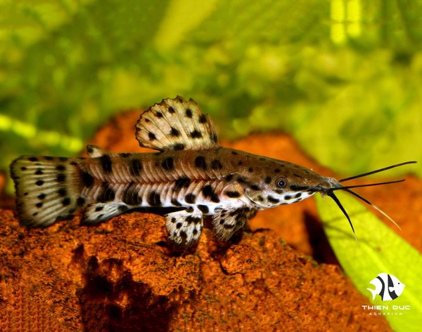 Albilinatea Synodontis