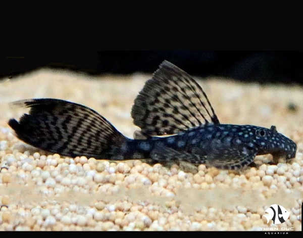 ancistrus-black-longfin