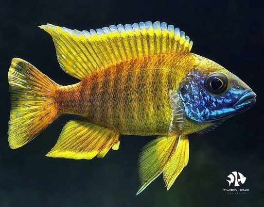 Ali Thái - Aulonocara Peacock (Yellow)
