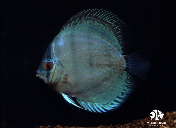 Cá Dĩa Lam Colban - Blue Solid Discus