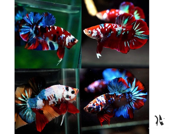 Cá Betta Galaxy Mix