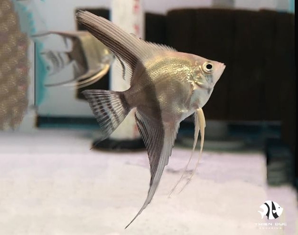 black-and-white-angelfish