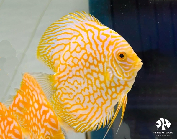 Cá Dĩa Bồ Câu Vàng - Pigeon  Yellow Discus