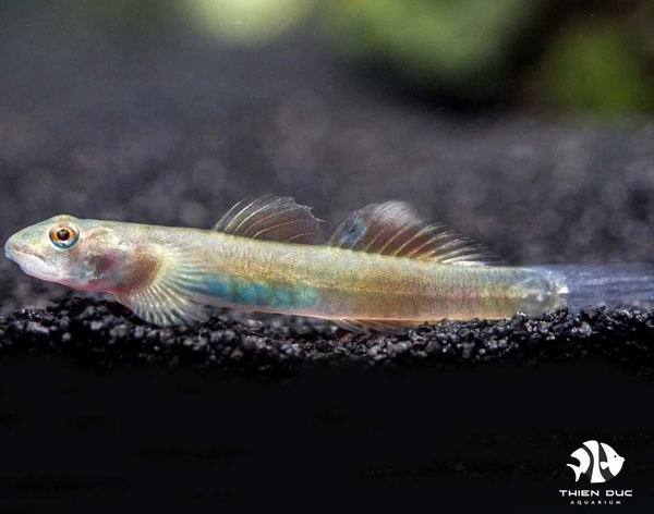 bong-blue-belly-red-gopy