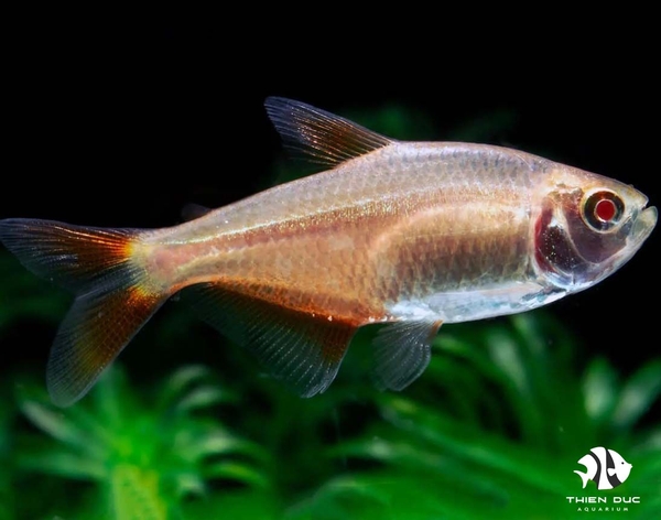 Buenos Aires Tetra Albino