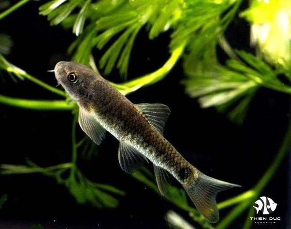 Cá Bác Sĩ - Garra Rufa