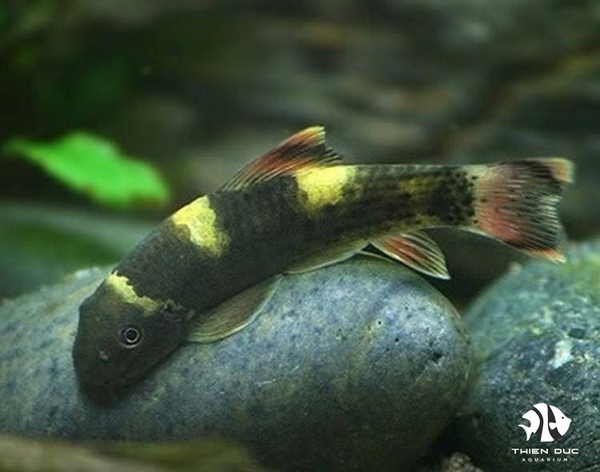 Cá Bác Sĩ Panda - Panda Garra