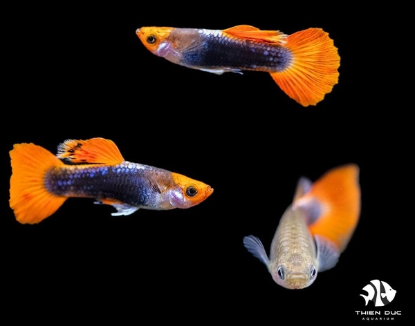 ca-bay-mau-koi-black-1-cap