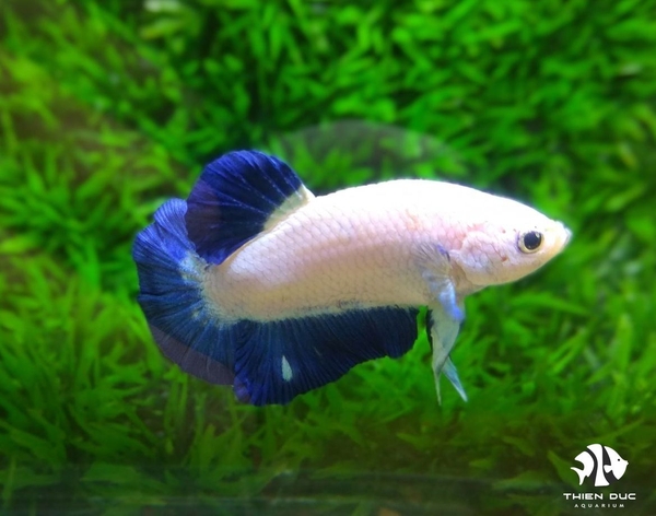 Cá Betta Marbled