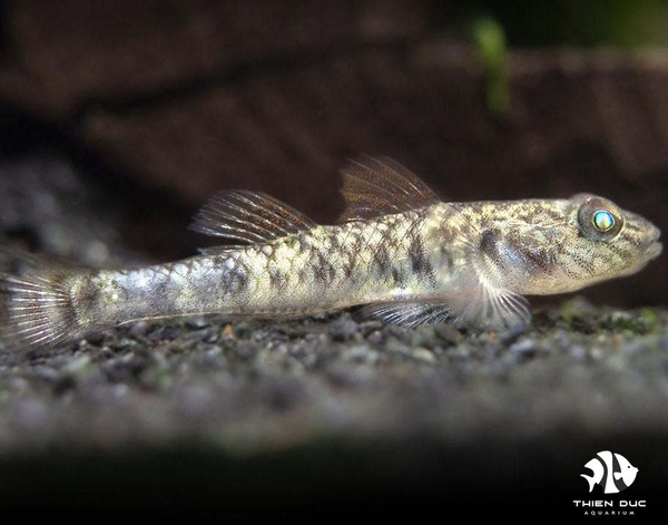 Cá Bống Barcheek - Goby Barcheek
