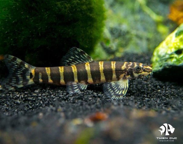 ca-heo-soc-serpent-loach