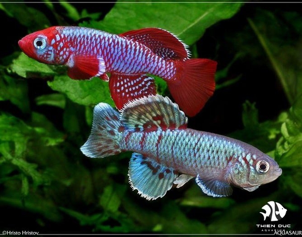 Cá Killie Mix -  (Killie Fish)