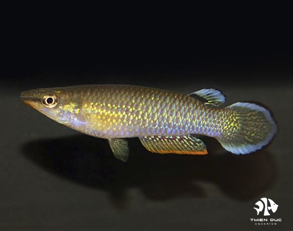 Cá Killi Xanh - Blue Panchax