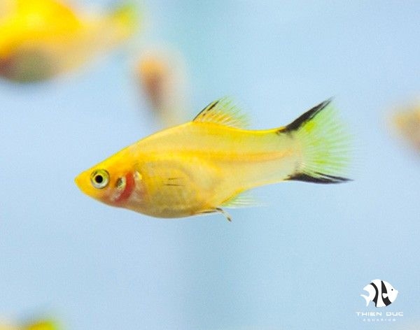 Cá Mún Nắng Vàng - Platy Comet