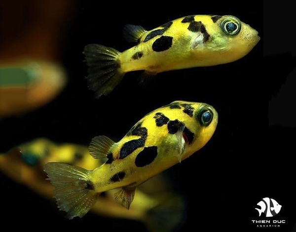 Cá Nóc Mini - Dwarf Puffer Fish