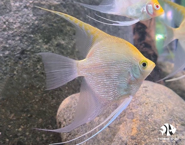 Cá Ông Tiên Vàng Kim Sa - Angels Fish