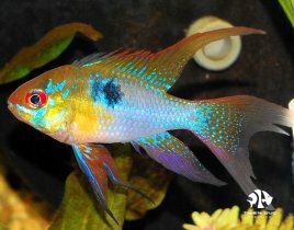 ca-phuong-hoang-ngu-sac-dai-german-ram-longfin