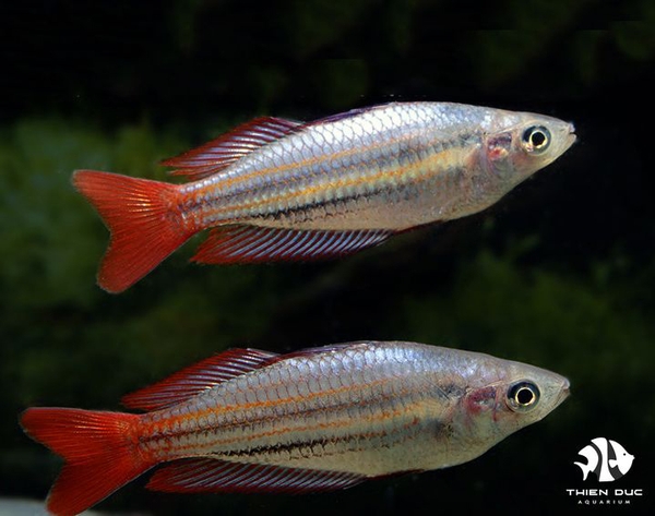 Cầu Vồng Maculochi - Maccullochi Rainbowfish