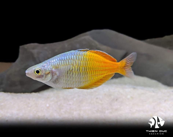 ca-cau-vong-thach-my-nhan-full-trong-boesemani-rainbowfish