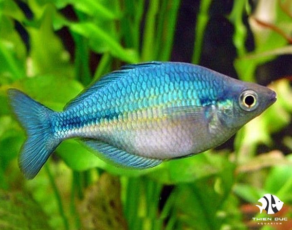 Cá Cầu Vồng Xanh Indo - Blue Rainbowfish