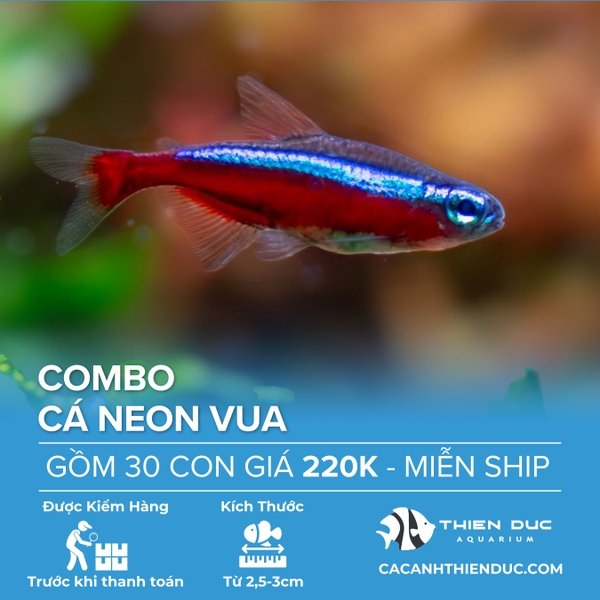 Combo 30 Bé Cá Neon Vua Size 3cm