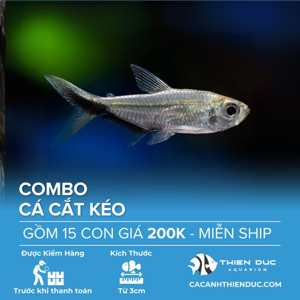 Combo 15 Bé Cá Cắt Kéo Size 3.5cm