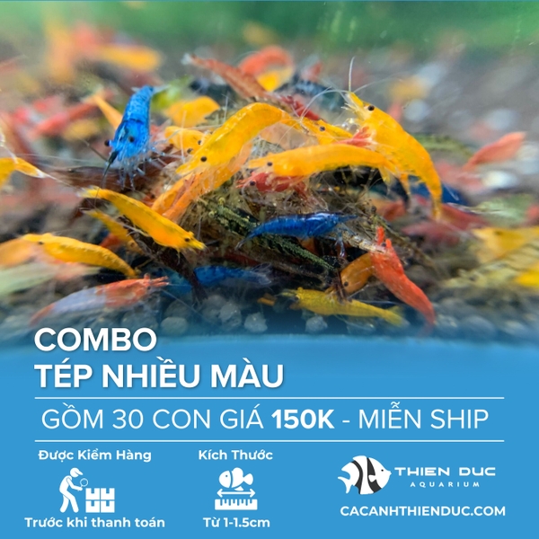 Combo 30 Bé Tép Nhiều Màu Size