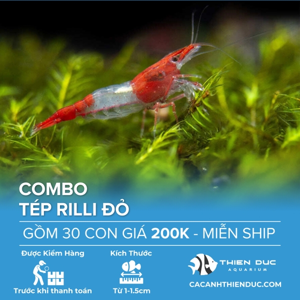 Combo 30 Bé Tép Rilli Đỏ