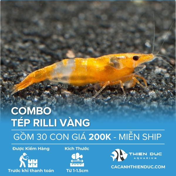 Combo 15 Bé Tép Rilli Vàng