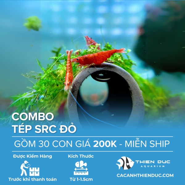 Combo 15 Bé Tép Src